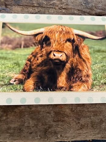 Highland cows cards