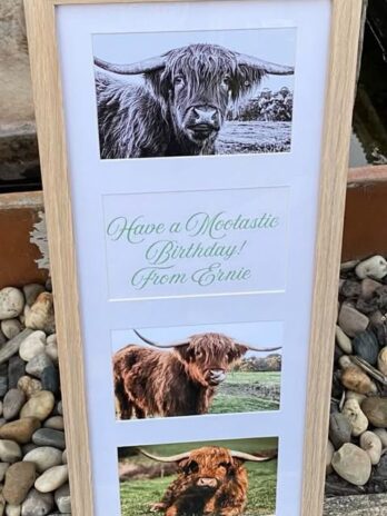 Highland cow