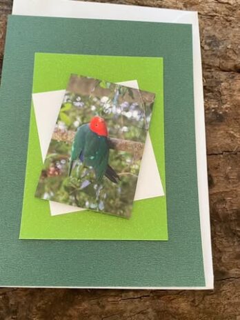 Parrot