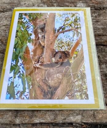 Koala