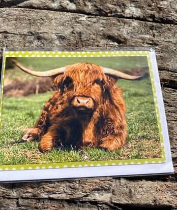 Highland cow card