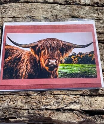 Highland cow cards