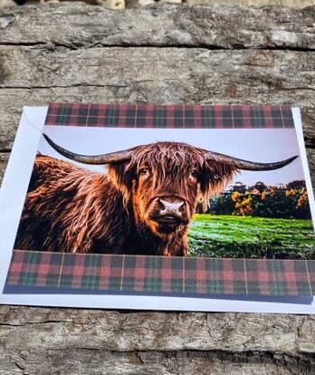 Highland cow card