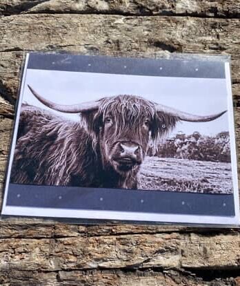 Highland cow