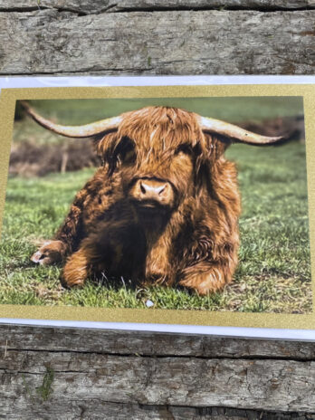 Highland cow card