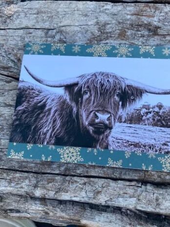 Highland cow card
