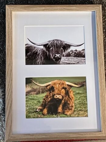 Highland cow frame