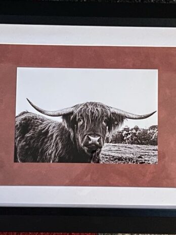 Highland cow frame
